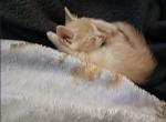 Simba - Domestic Kitten For Adoption - 