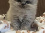Doll Face Persian - Persian Kitten For Sale - Seminole&comma; OK&comma; US
