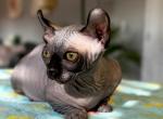 Moxie - Sphynx Kitten For Sale - Columbus&comma; OH&comma; US
