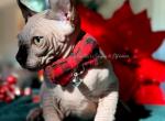 Milo - Sphynx Cat For Sale - Columbus&comma; OH&comma; US