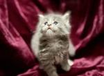 CFA Registered Blue Tabby Female Maine Coon - Maine Coon Kitten For Sale - Marshalltown&comma; IA&comma; US