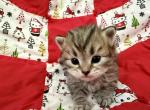 Brown Mackerel Tabby Siberian Kitten Pink Female - Siberian Kitten For Sale - Orlando&comma; FL&comma; US