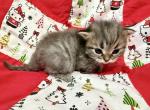 Brown Mackerel Tabby Siberian Kitten Purple Female - Siberian Kitten For Sale - Orlando&comma; FL&comma; US