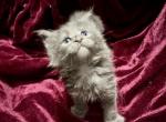 CFA Registered Blue Male Maine Coon - Maine Coon Kitten For Sale - Marshalltown&comma; IA&comma; US