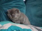 Blue boy - Exotic Kitten For Sale
