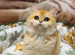 Felicia - British Shorthair Kitten For Sale - Glendale&comma; CA&comma; US