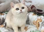 Hannah - British Shorthair Kitten For Sale - Glendale&comma; CA&comma; US