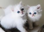 Adorable Ragdoll kittens - Ragdoll Kitten For Sale - Hallandale Beach&comma; FL&comma; US