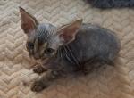 Bondi - Devon Rex Kitten For Sale - Stanford&comma; MT&comma; US