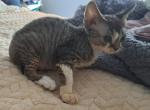 Bobo - Devon Rex Kitten For Sale - Stanford&comma; MT&comma; US