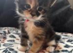 Rumi RARE COLOR Black Smoke Tortie with White - Maine Coon Kitten For Sale - Roscoe&comma; IL&comma; US