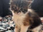 Zoey Black Torbie with White - Maine Coon Kitten For Sale - Roscoe&comma; IL&comma; US