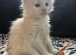Bianca RARE COLOR White - Maine Coon Kitten For Sale - Roscoe&comma; IL&comma; US