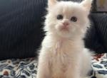 Zeus RARE COLOR White - Maine Coon Kitten For Sale - Roscoe&comma; IL&comma; US