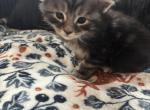 Evander Black Smoke - Maine Coon Kitten For Sale - Roscoe&comma; IL&comma; US