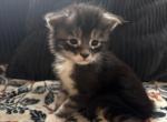 Herm&egrave;s Black Smoke with White - Maine Coon Kitten For Sale - Roscoe&comma; IL&comma; US