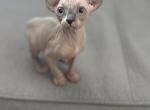 Garnet - Sphynx Kitten For Sale - Chicago&comma; IL&comma; US