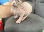 Ruby - Sphynx Kitten For Sale - Chicago&comma; IL&comma; US