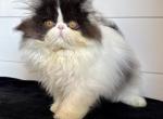 Beckham - Persian Kitten For Sale - Callahan&comma; FL&comma; US
