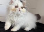 Cyrus - Persian Kitten For Sale - Callahan&comma; FL&comma; US