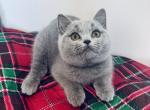 Walter - British Shorthair Kitten For Sale - NY&comma; US