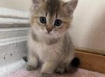 Lana - British Shorthair Kitten For Sale - New York&comma; NY&comma; US