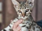 F6 Miss Violette - Savannah Kitten For Sale - Lakeland&comma; FL&comma; US