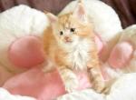 Baby boy Maine coone - Maine Coon Kitten For Sale - Los Angeles&comma; CA&comma; US