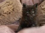 Baby boy Maine Coone black color - Maine Coon Kitten For Sale - Los Angeles&comma; CA&comma; US