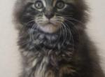 Garna - Maine Coon Kitten For Sale - Odesa&comma; Odessa Oblast&comma; UA