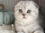 Oscar - Scottish Fold Kitten For Sale - Brooklyn&comma; NY&comma; US