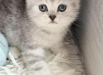 Chester - Scottish Straight Kitten For Sale - Brooklyn&comma; NY&comma; US