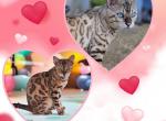 Yeti Nihao litter due early next year - Bengal Kitten For Sale - Daytona Beach&comma; FL&comma; US
