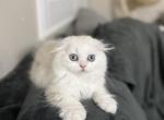 B E N T L E Y - Scottish Fold Kitten For Sale - Fontana&comma; CA&comma; US