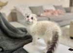 B E A N I E - Scottish Fold Kitten For Sale - Fontana&comma; CA&comma; US