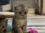 Candy - Scottish Fold Kitten For Sale - Inman&comma; SC&comma; US