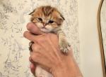 Scottish Fold Jack - Scottish Fold Kitten For Sale - Lincoln&comma; NE&comma; US