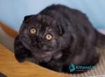 Xena - Scottish Fold Kitten For Sale - Hollywood&comma; FL&comma; US