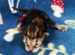 Urban - Siberian Kitten For Sale - Clintwood&comma; VA&comma; US