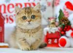 Liana munchkin golden ticked chinchilla short legs - Munchkin Kitten For Sale - TX&comma; US