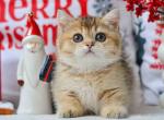 Lola munchkin golden ticked chinchilla short legs - Munchkin Kitten For Sale - TX&comma; US