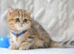Jay munchkin golden classic tabby short legs - Munchkin Kitten For Sale - TX&comma; US
