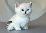Doreli blue eyed white angel munchkin short legs - Munchkin Kitten For Sale - TX&comma; US