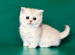 Queniva silver shaded munchkin short legs - Munchkin Kitten For Sale - TX&comma; US