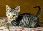Nizana odd eyed black tabby munchkin short legs - Munchkin Kitten For Sale - TX&comma; US