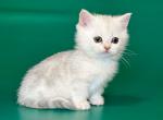 Quero white angel silver munchkin short legs - Munchkin Kitten For Sale - TX&comma; US