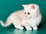 Quorra white angel silver munchkin short legs - Munchkin Kitten For Sale - TX&comma; US