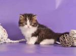 Umi fluffy bicolor longhair munchkin short legs - Munchkin Kitten For Sale - TX&comma; US