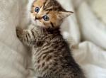 Lilith munchkin golden tabby chinchilla short legs - Munchkin Kitten For Sale - TX&comma; US