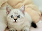 Snoop blue eyes munchkin lynx point short legs - Munchkin Kitten For Sale - TX&comma; US